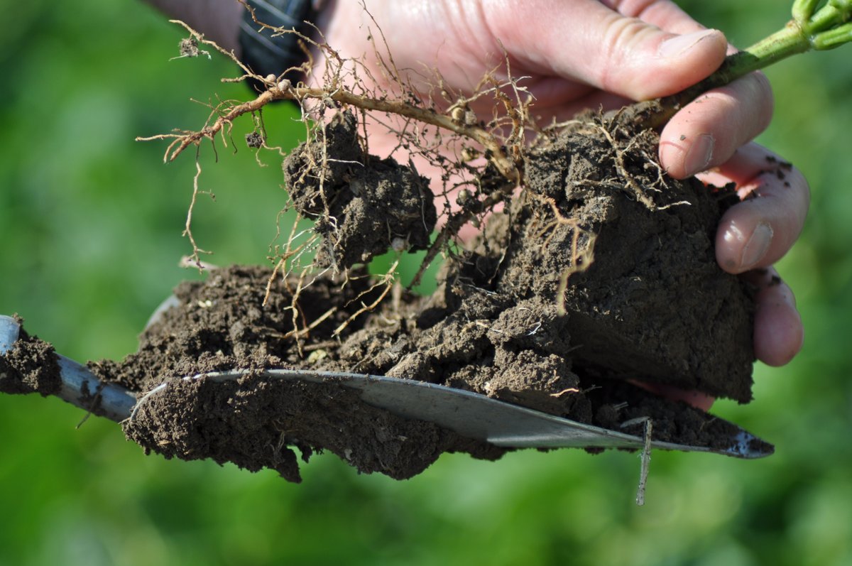 AB Pulse Growers tweet media