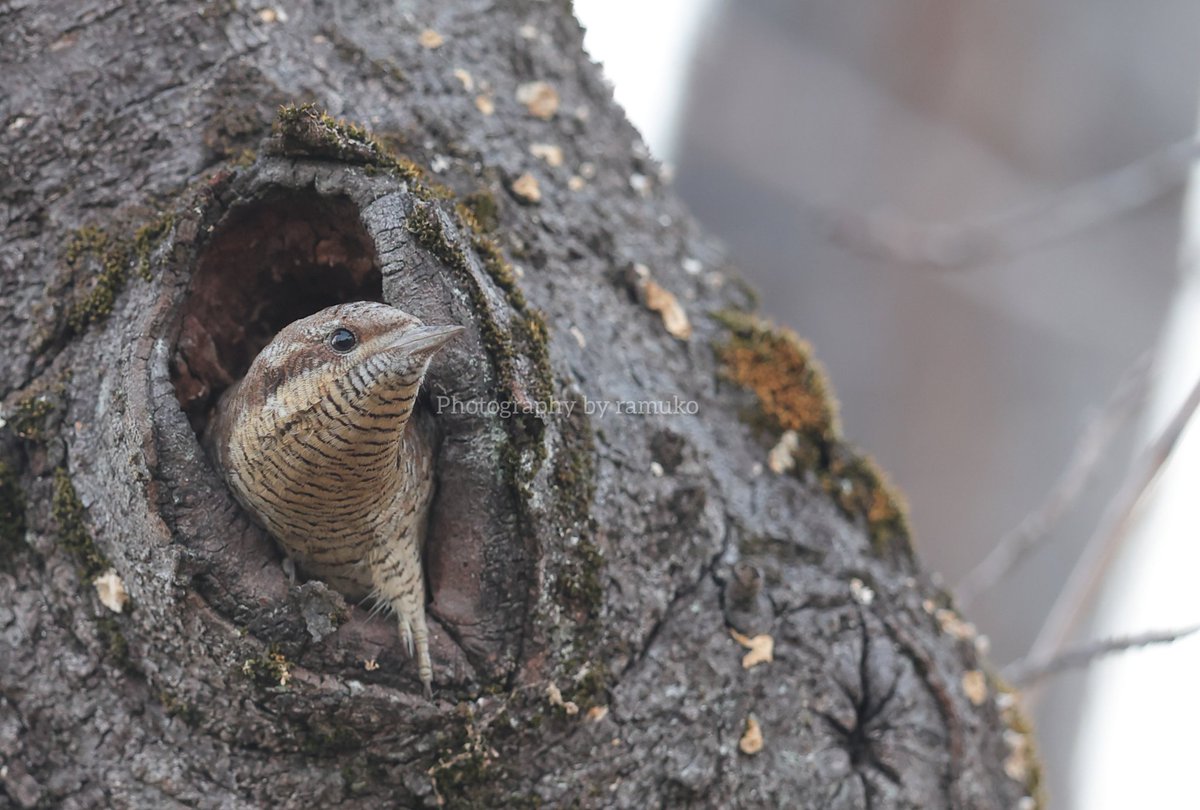MIM_ramuko's tweet photo. “野に潜む”
樹洞に隠れたアリスイ
#アリスイ
#EurasianWryneck
#野鳥観察 #野鳥 #自然 #bards
#birdphotography https://t.co/R5qZMJkQV6