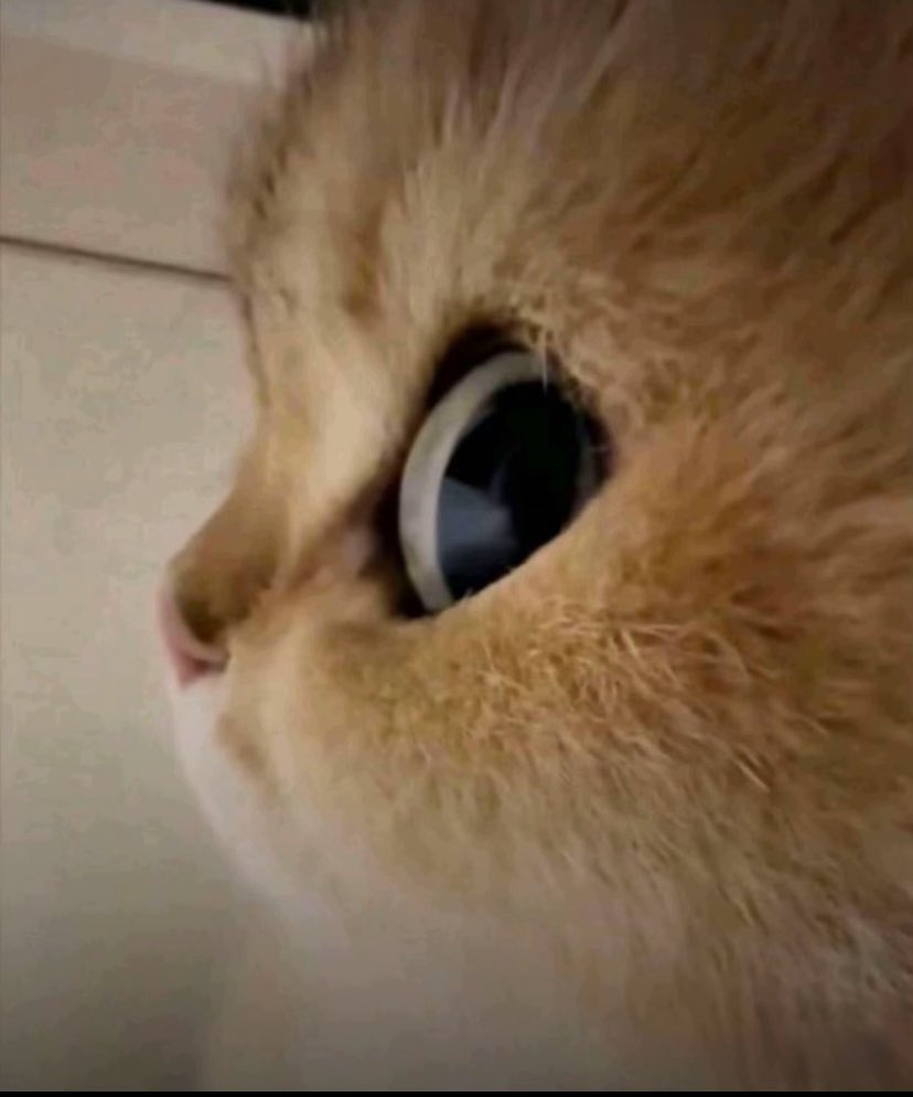 🌼نsere tweet media