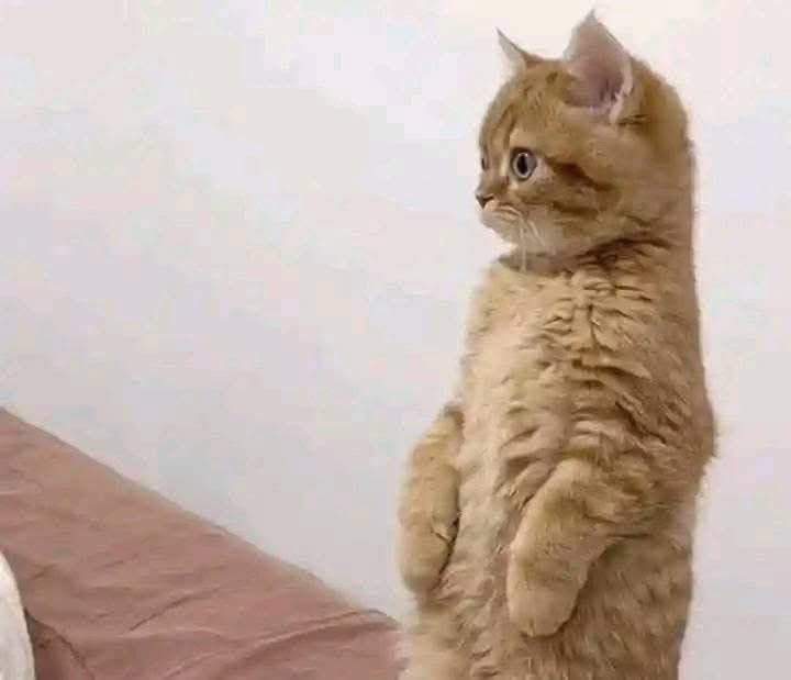 BCM222.crypto ♛ tweet media