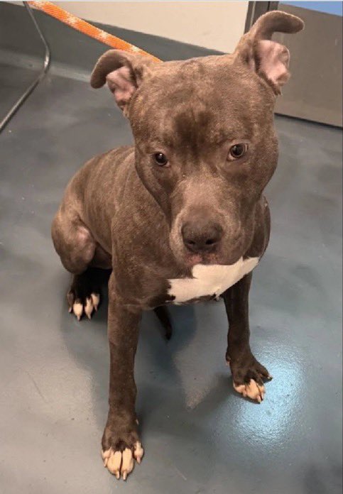 Moishe's Mom tweet media