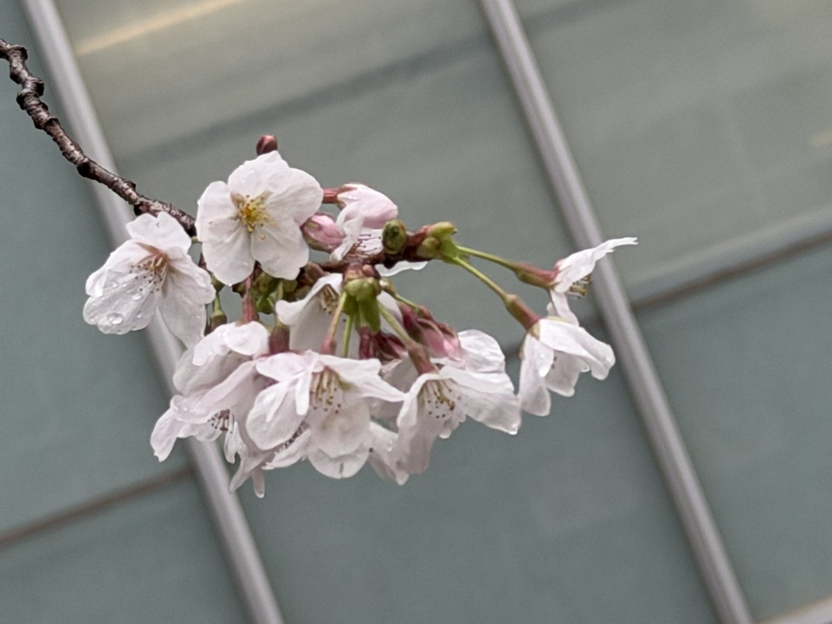 おーさわ tweet media