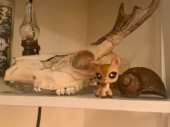 ‧₊˚ isla ⋆˚꩜。 tweet media