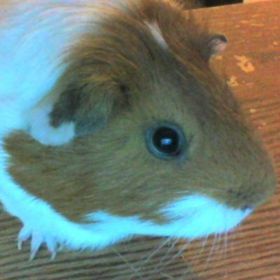 The SOLhog tweet media