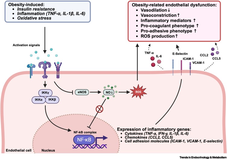 Trends in Endocrinology & Metabolism tweet media