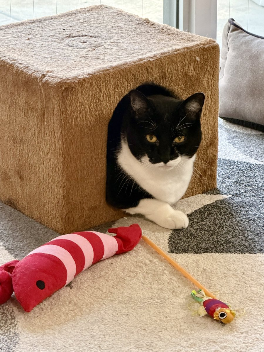 こたくろ兄弟 tweet media