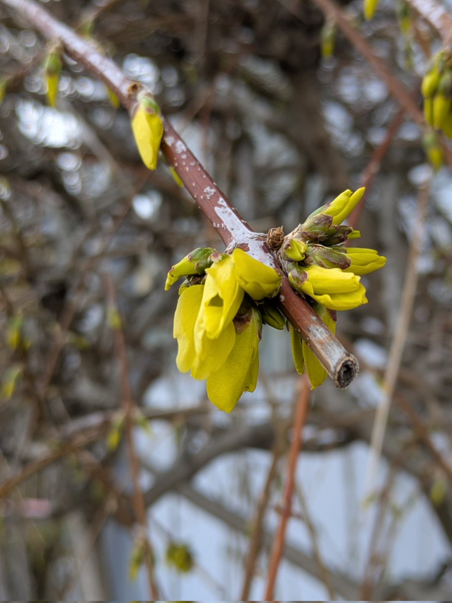 ともみん tweet media