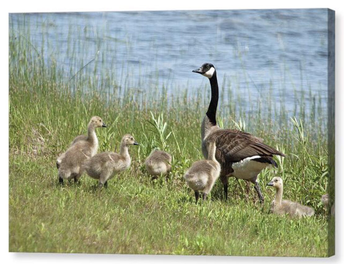 shonna99784's tweet image. Goose Family Walk - Canvas Print shonnahawkinsphotography.com/featured/goose…

This goose family would look beautiful on many walls! Click the link for options.

#Goose #Family #Walk #Gosling #Geese #Britt #CanvasPrint #FineArt #BuyIntoArt #HomeDecor #ShonnaHawkins