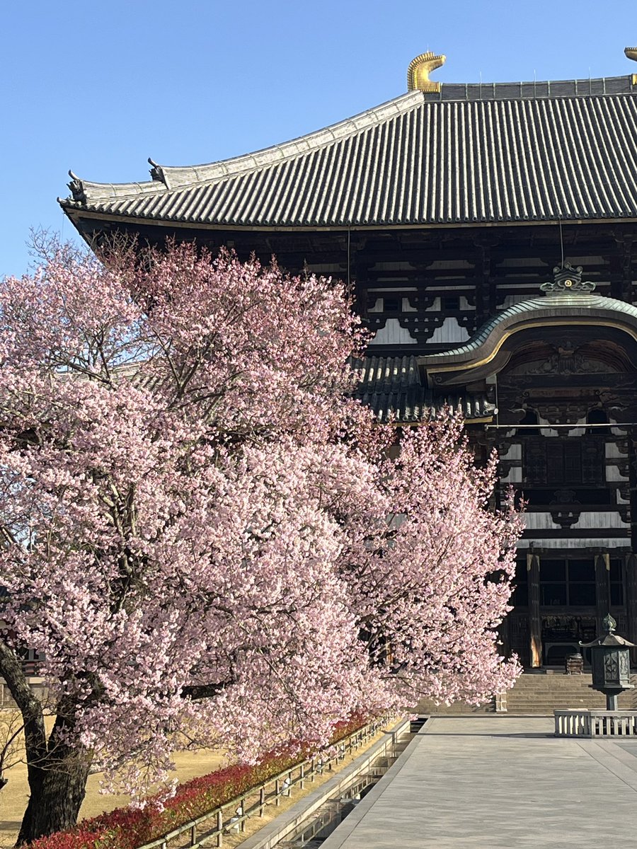 セルフ・キャリアドッグ@九鬼邦光 tweet media