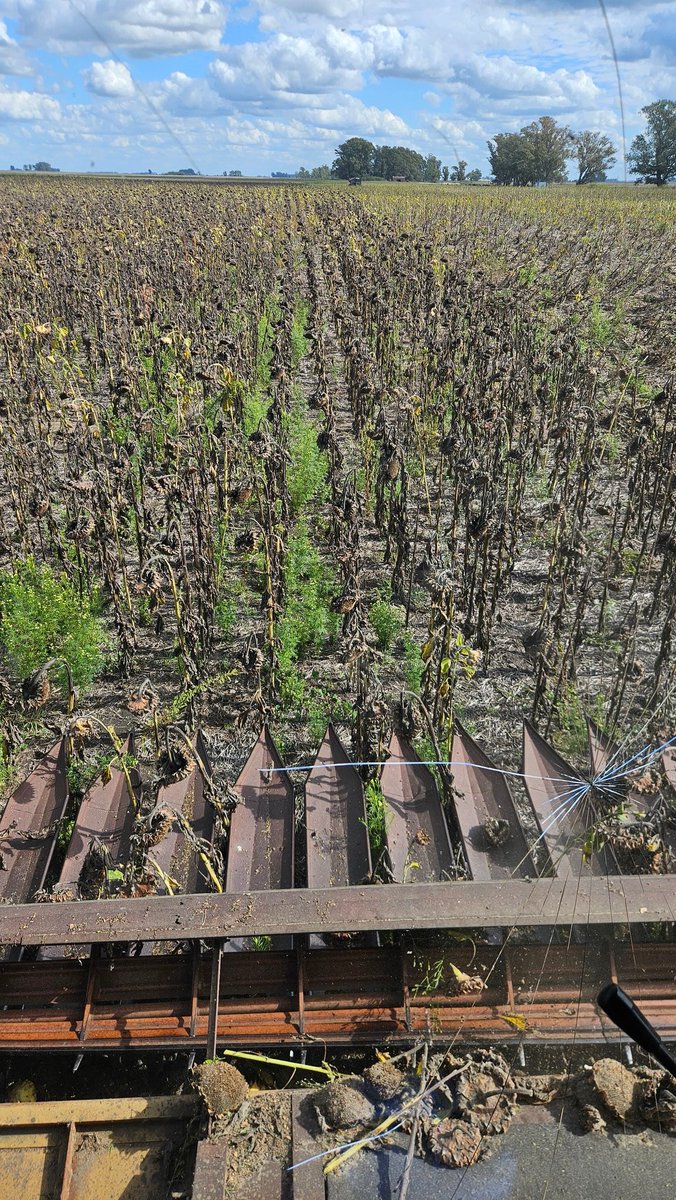 Ivan Sinclair tweet media