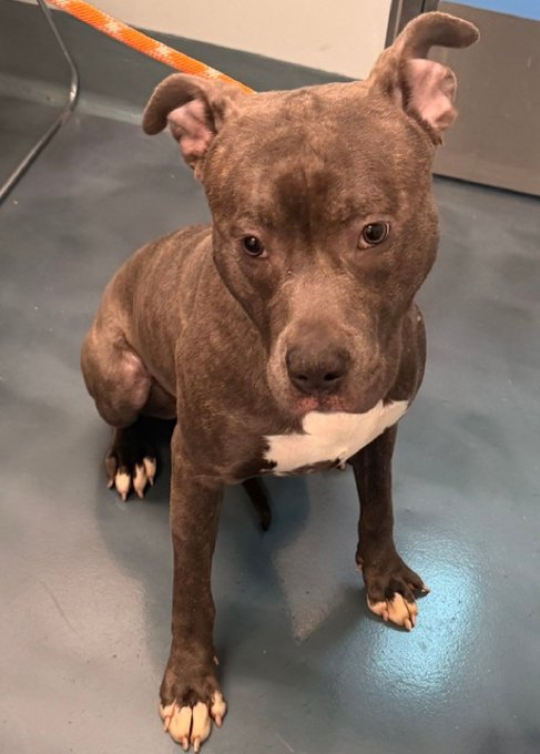 tomsland_'s tweet image. If you still want to know what limits there are to NYCACC's cruelty - there are none. They've now killed 7 mos old Godzilla, senselessly robbing him of the life of love and happiness he deserved💔😭😭
RIP beautiful Godzilla. Unlike heartless humans #AllDogsGoToHeaven🌈