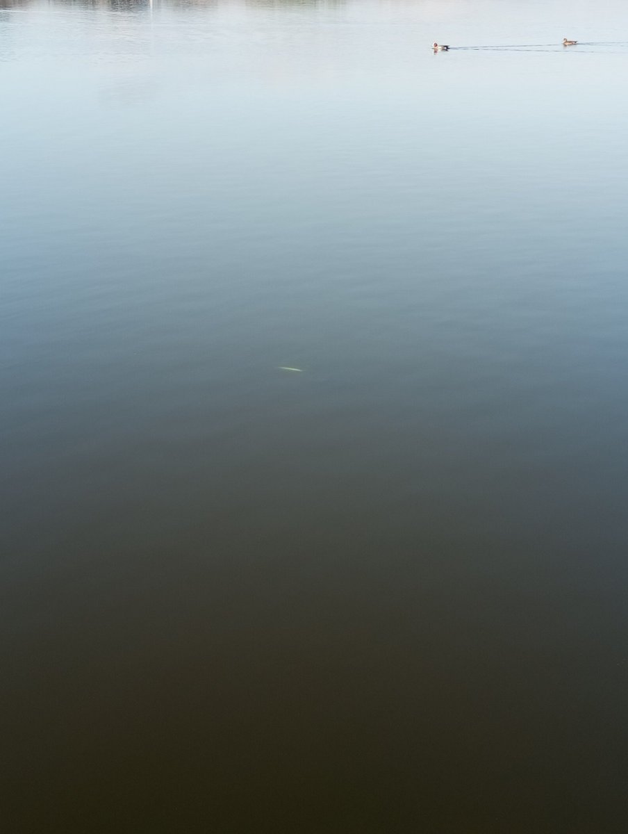 天羽セロニアス時貞 tweet media