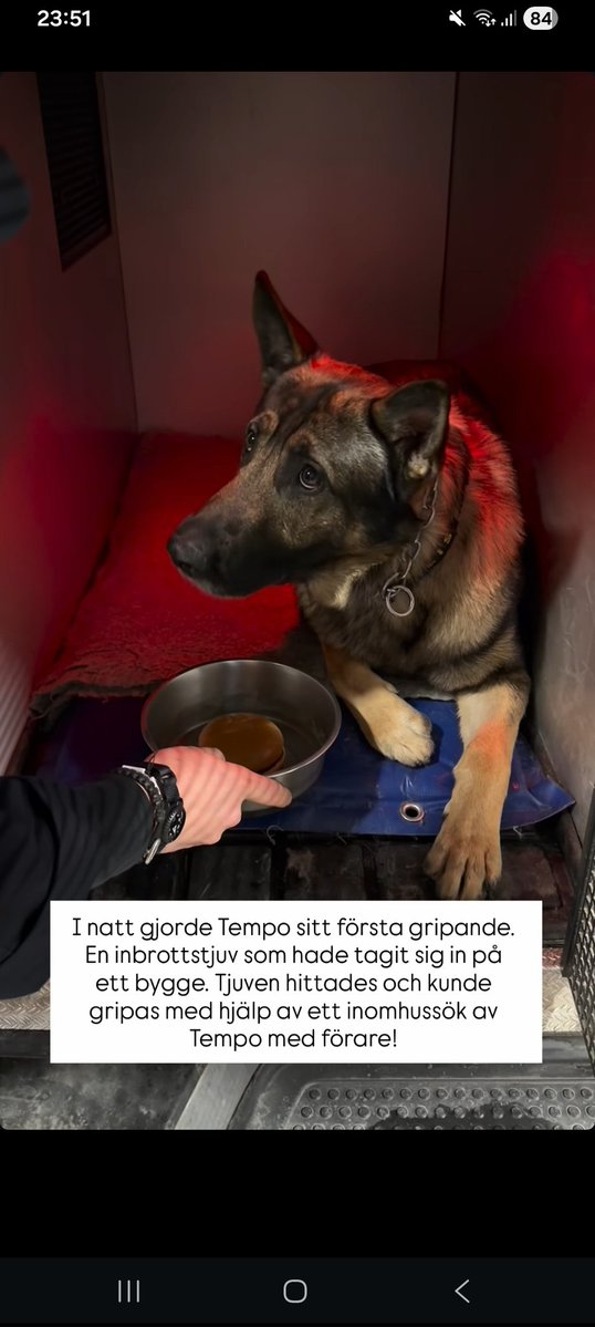 PappaPolis/K9Tempo tweet media