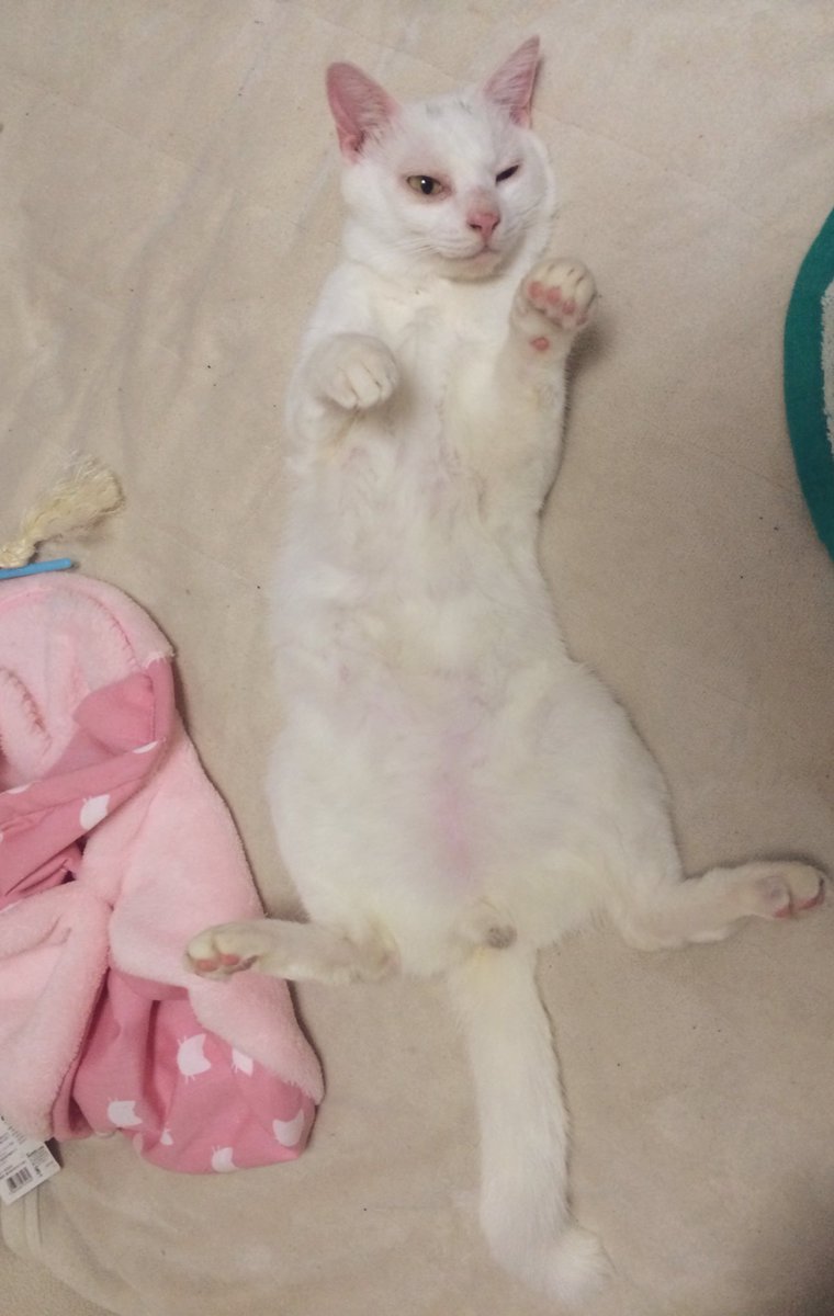 nekokamasu's tweet image. 開きマロちゃん。今日も生きんぞ。 #cat  #猫  #ねこ  #保護猫 #猫のいる暮らし