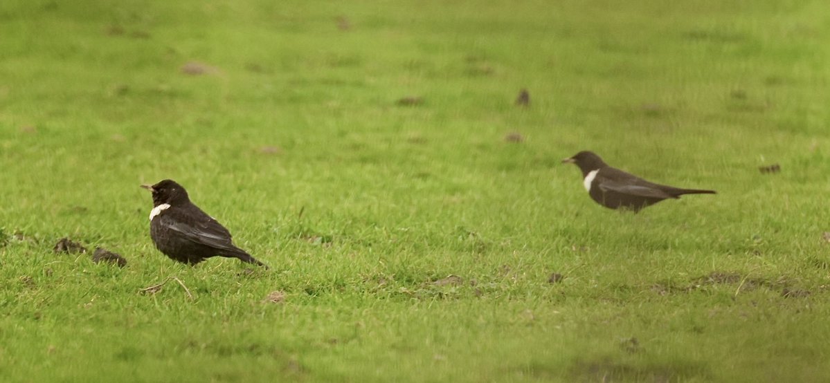 Hughie King tweet media