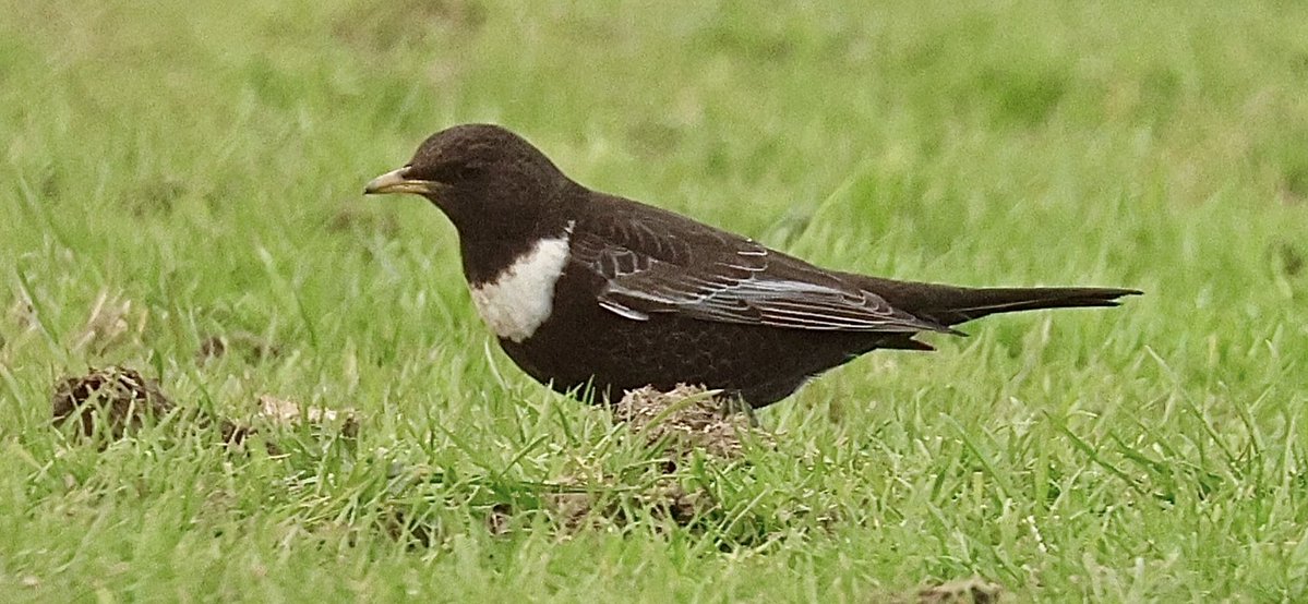 Hughie King tweet media