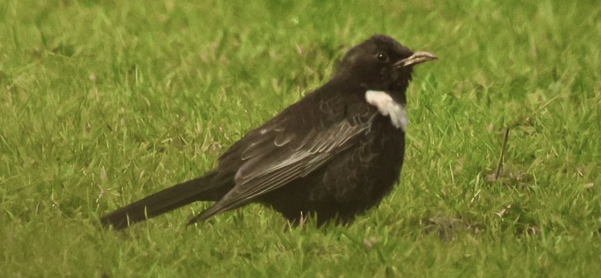 Hughie King tweet media