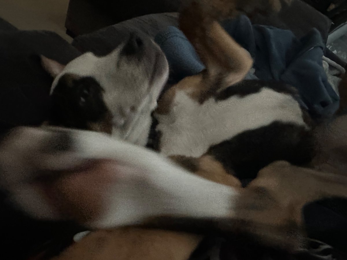 Shuichi Saihara of shedtwt tweet media