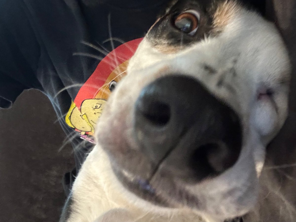 Shuichi Saihara of shedtwt tweet media