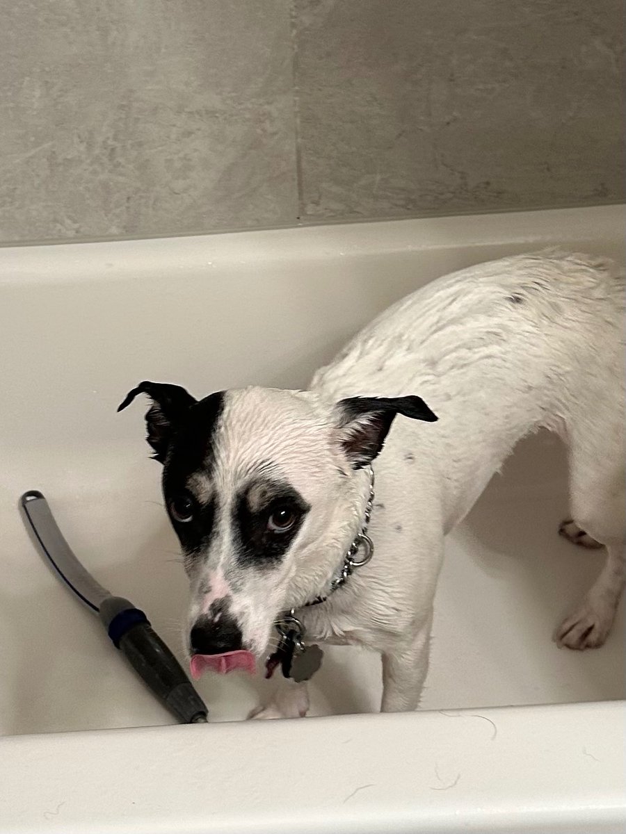 Shuichi Saihara of shedtwt tweet media