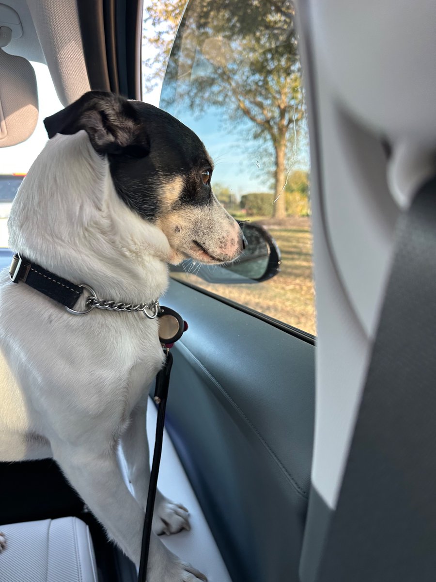 Shuichi Saihara of shedtwt tweet media