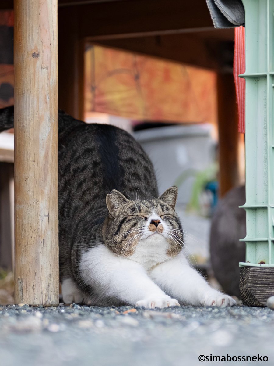 simabossneko 写真集「島にゃんこ」発売中 tweet media