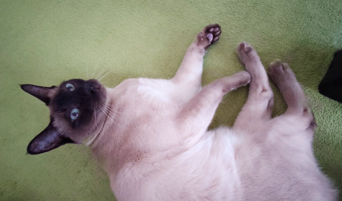 おはようございます🐾
今朝のモチモチなキスケです。