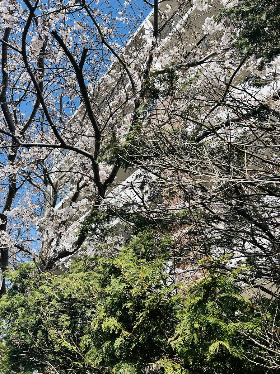 真琴🍀 tweet media