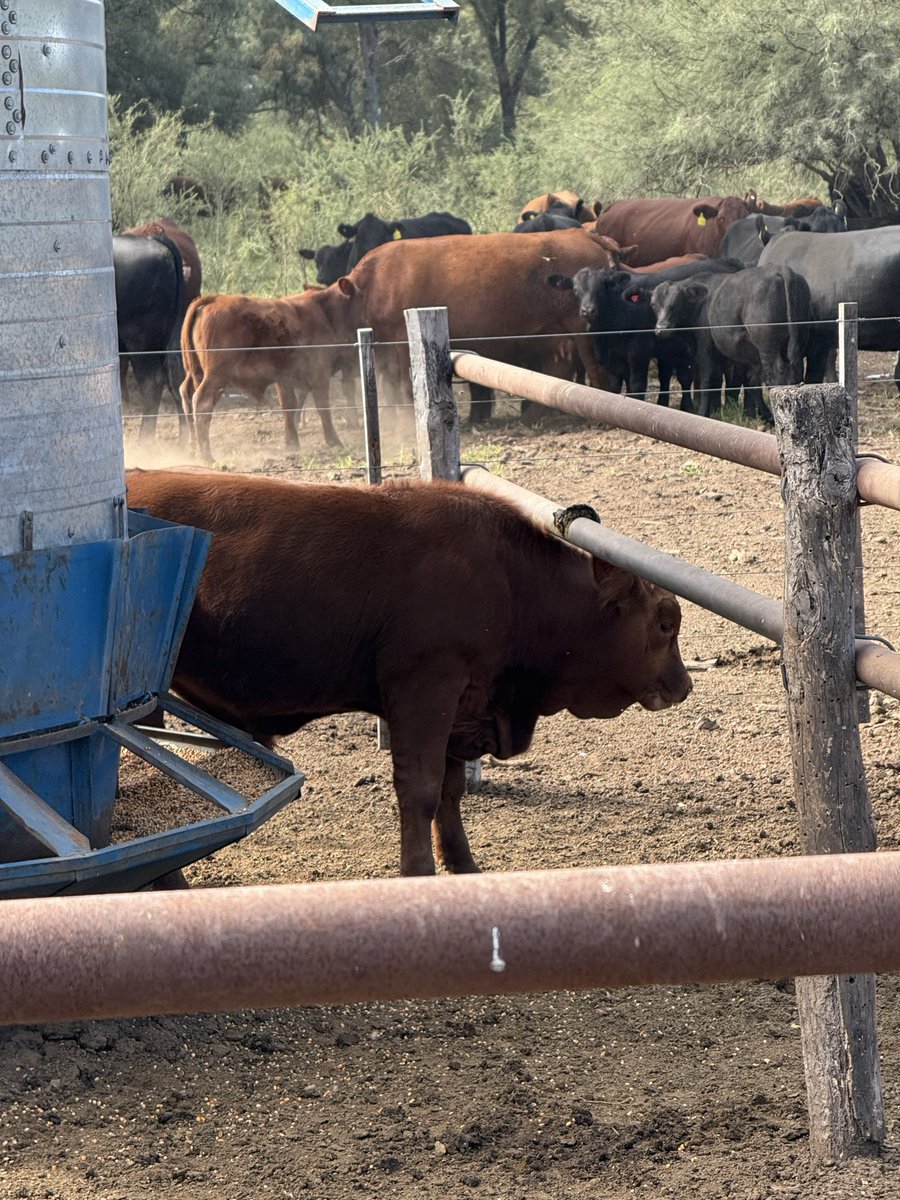 Osvaldo W. Luna 🌳🌾🐂 🇦🇷 tweet media