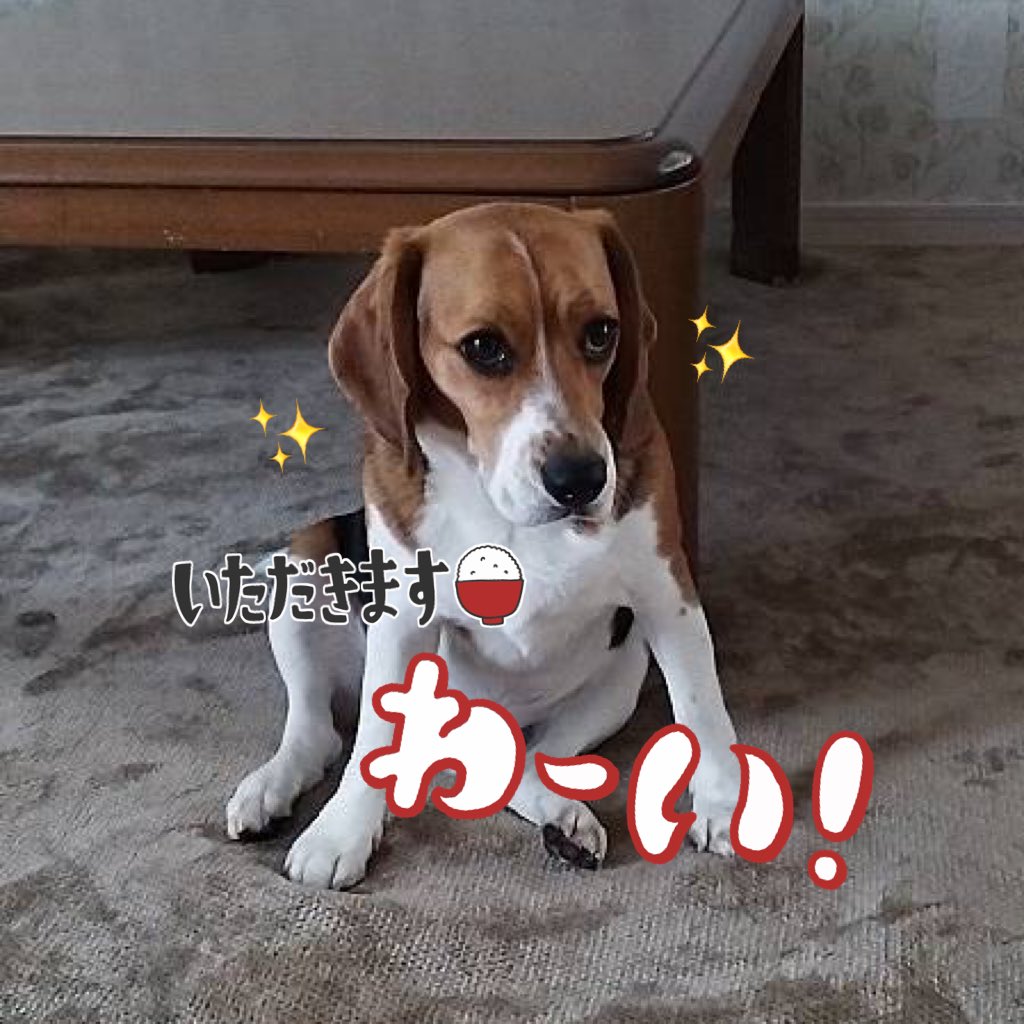 ご飯待ち。
飼い主の動きに注目している
怠けていないかチェック👀