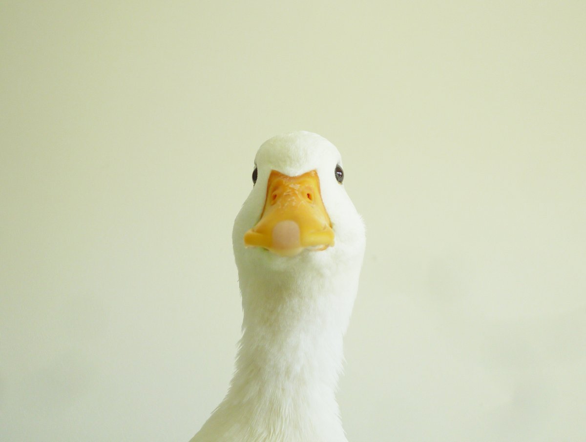 みもざ tweet media