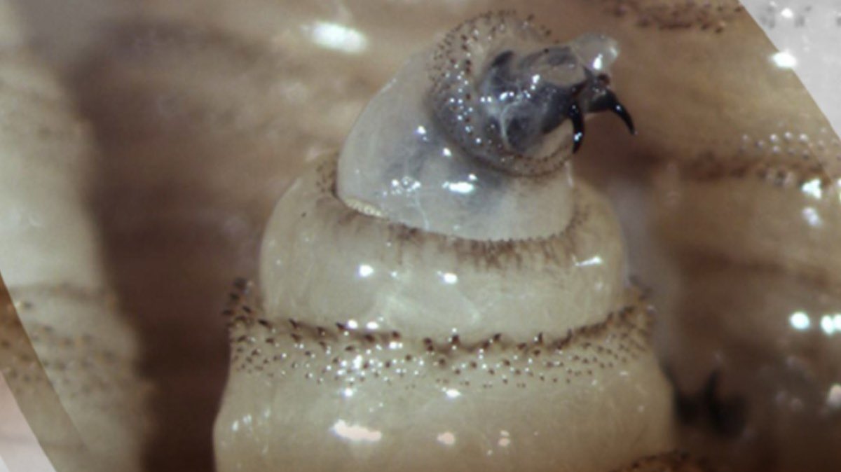 Lucía Hernández | Amo La Ciencia tweet media