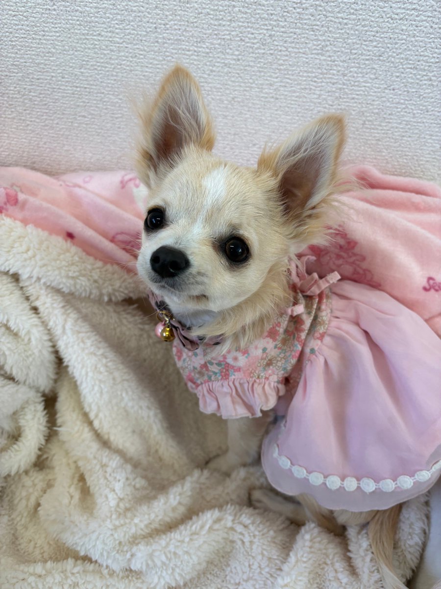 合同会社エースプランニング tweet media