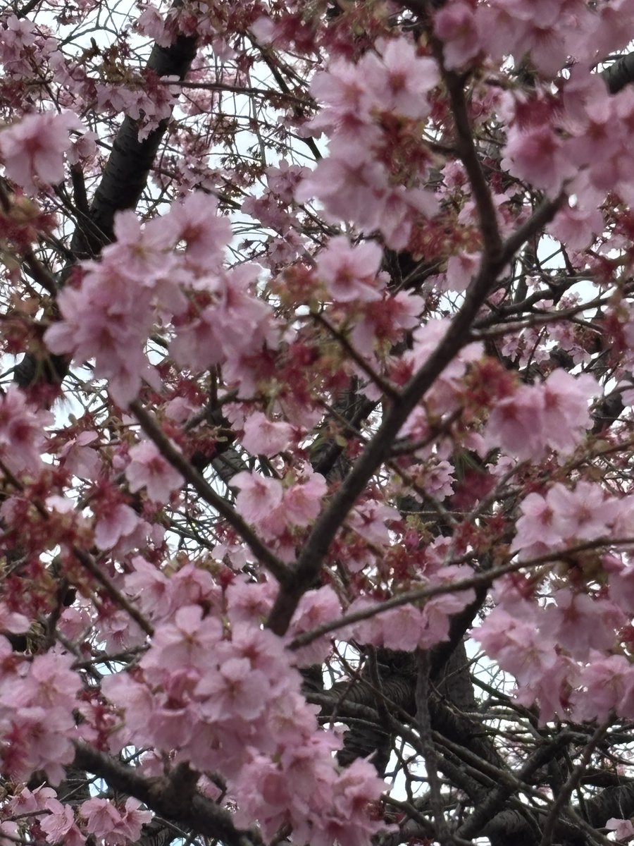 和服のおじさん tweet media