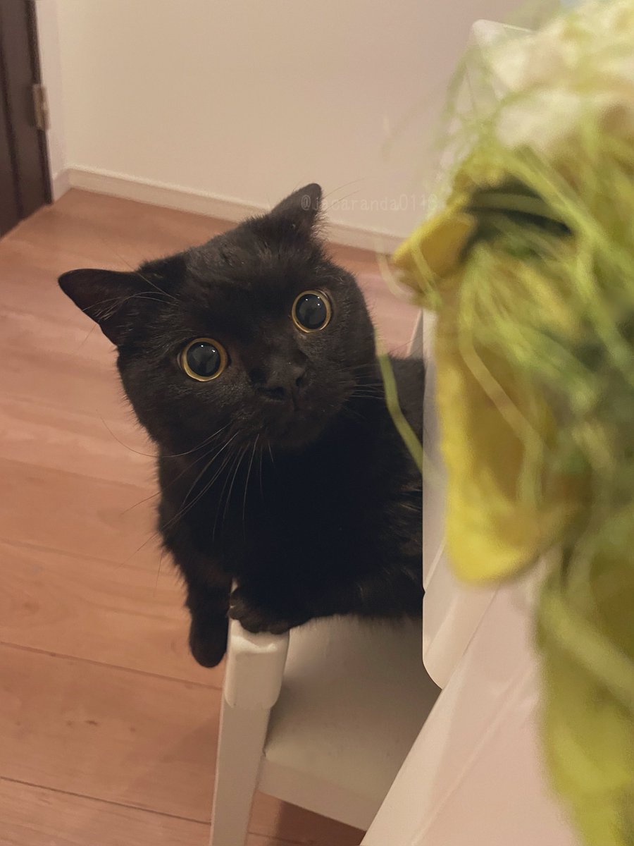 唐草ミチル tweet media