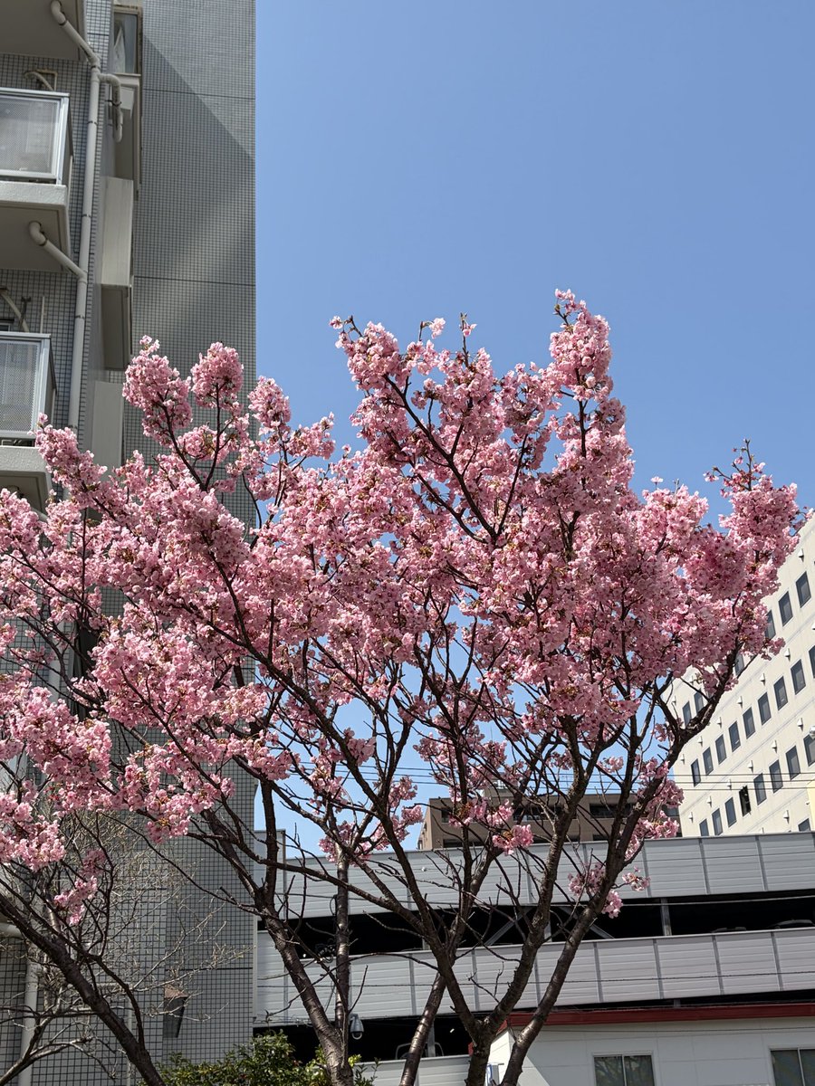 mami-（＾∇＾） tweet media