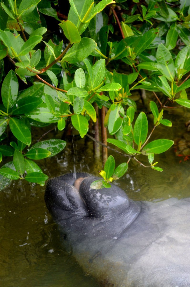 キックの鬼マナティー@トリカブト会 tweet media