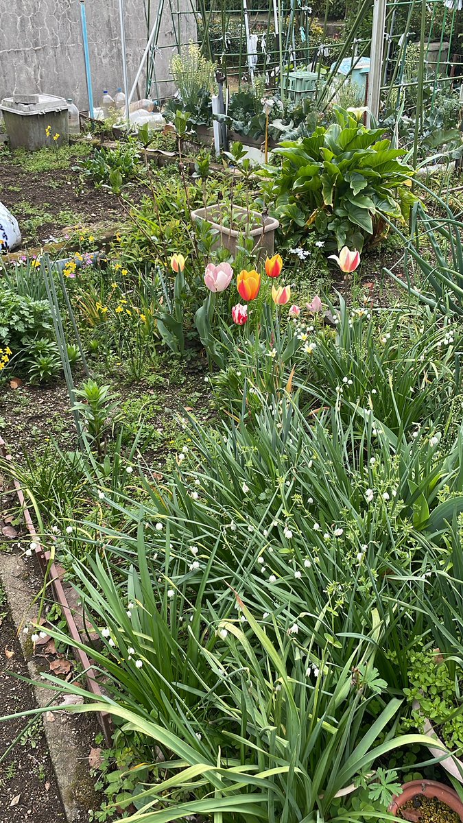 かごしまSS167 JE6AKP tweet media