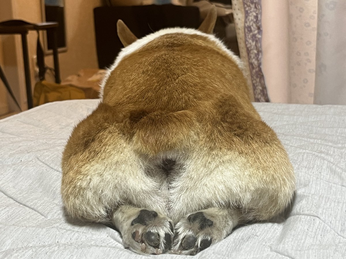 プク、先日飼い主がバリカン失敗して盛大にズタズタになった尻毛がやっと生えてきた
毎日罪悪感がすごかった