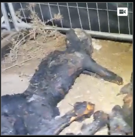 woke swollen tweet media