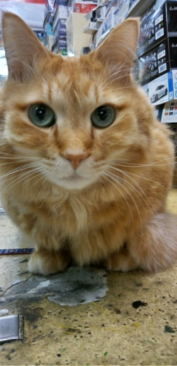 和歌山模型 tweet media