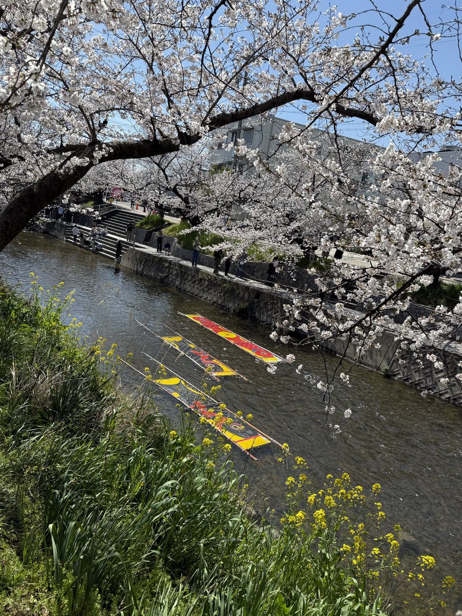 最近、運動不足だし、天気が良かったので、30分程歩いて、お花見をして来ました

ここの桜をみて、 #ナンカノユメ の #daishi さんが #サクラソラ を作ったとか？🌸
ある意味、聖地巡礼♪

地元では毎年テレビで紹介されている桜の名所です