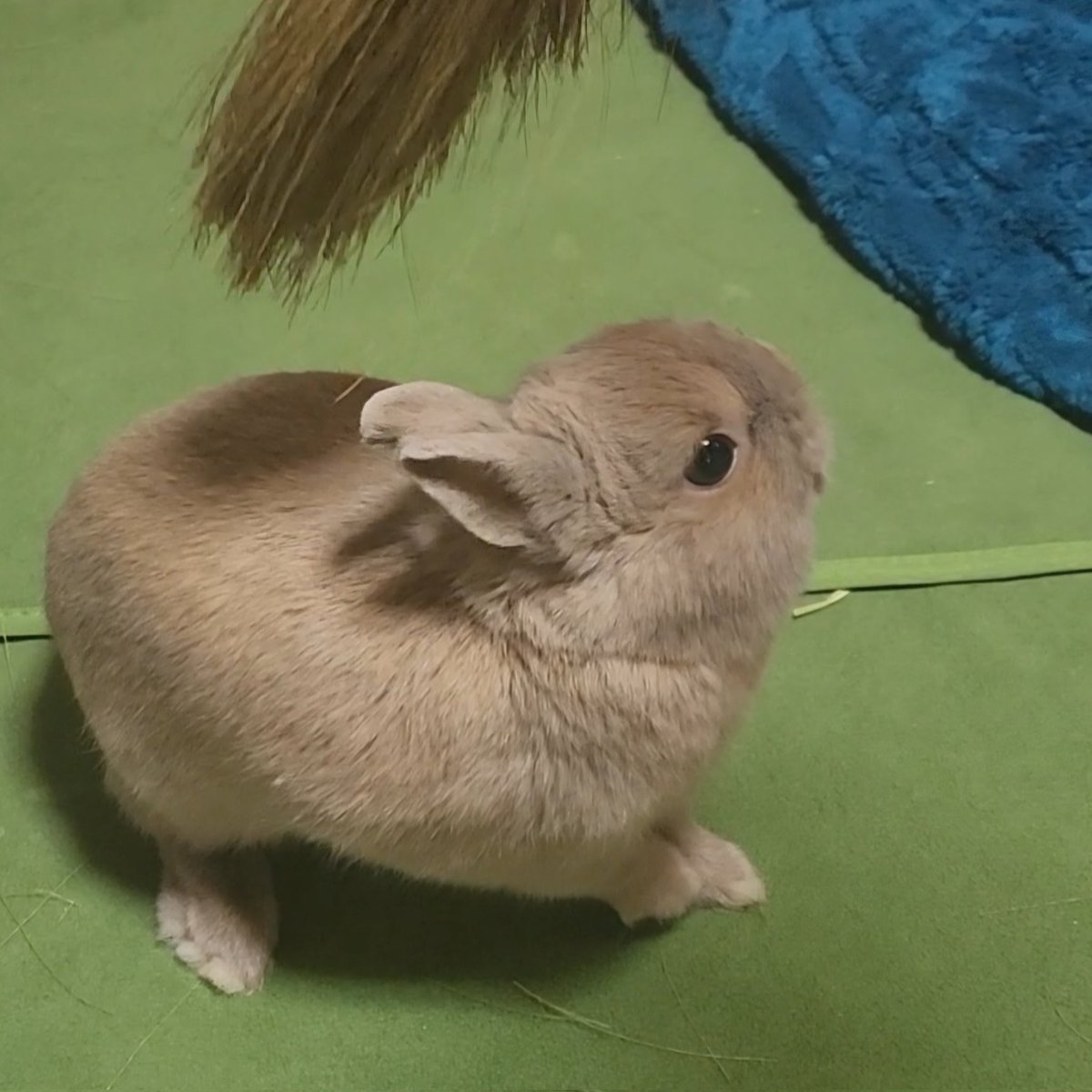 T7ふぉんNP tweet media