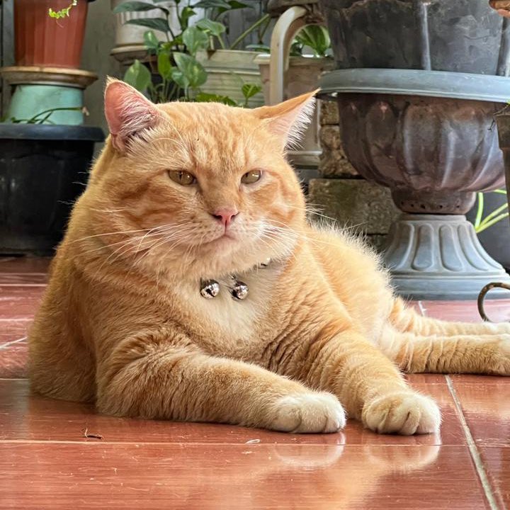 Pak RT Koko tweet media