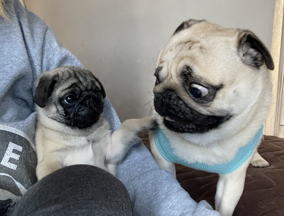 ゆず胡椒 tweet media