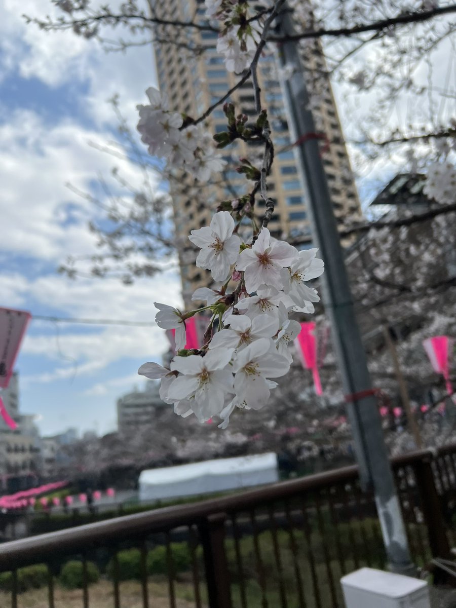 ただの猟犬 tweet media