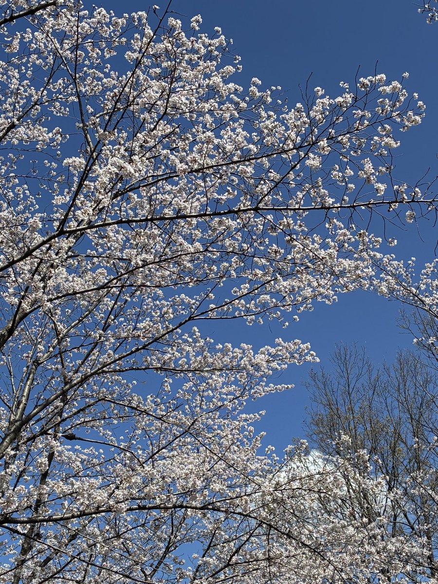 たかびん tweet media