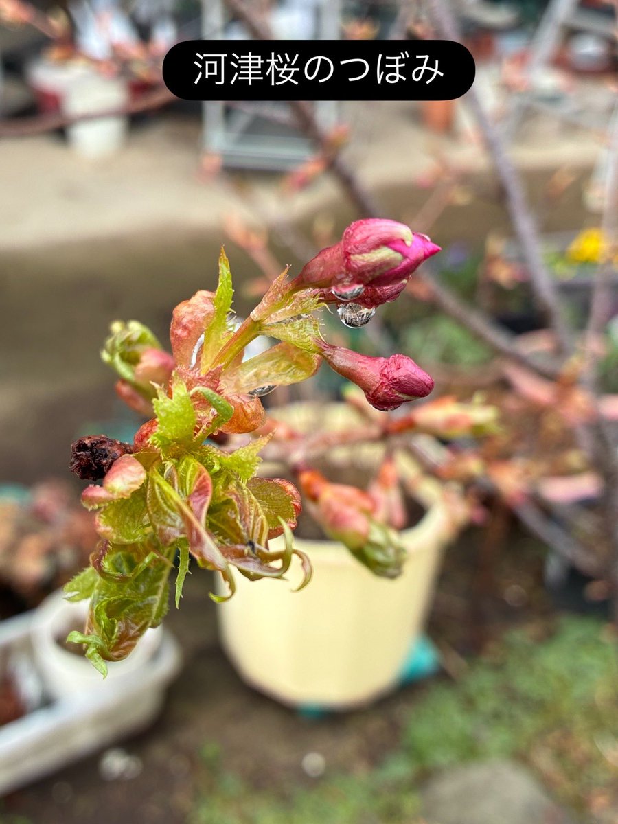 薬屋わちきれいと元気のお手伝い👍 tweet media