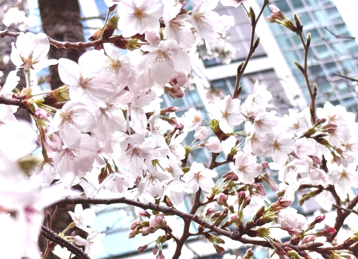 先週まで咲いてなかったのに今日見たら綺麗にさくら咲いてた.ᐟ.ᐟ
満開までもう少し、今年もお花見しにどこかお出かけしたいな🌸𓈒𓏸𓈒𓐍

 #さくらの日