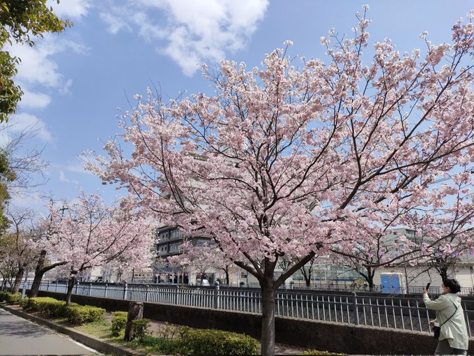 近場の桜は老若木混在なんだけど若木はほぼ満開。老木は来月に入ってからかな? 